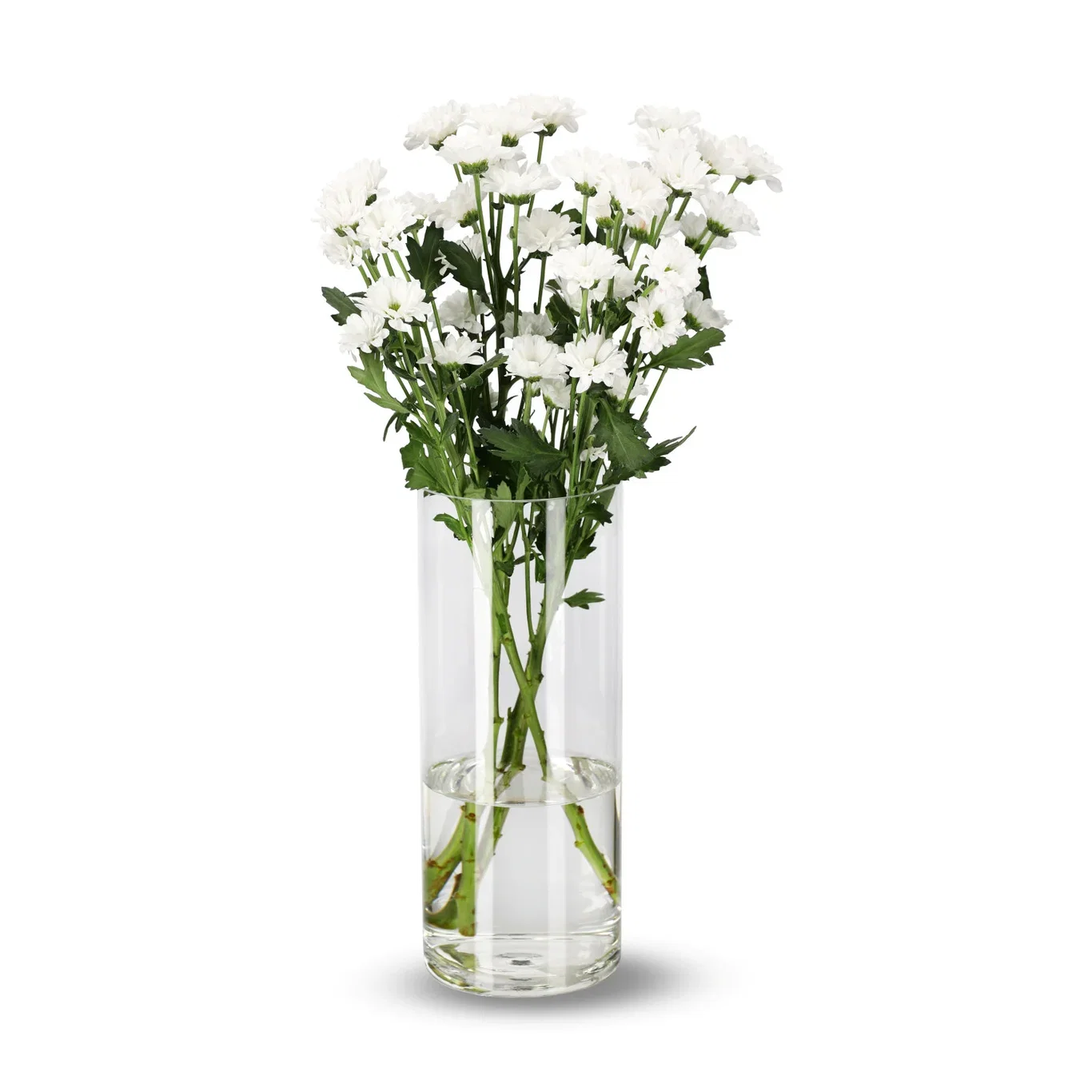 Krysantemum 4-pack