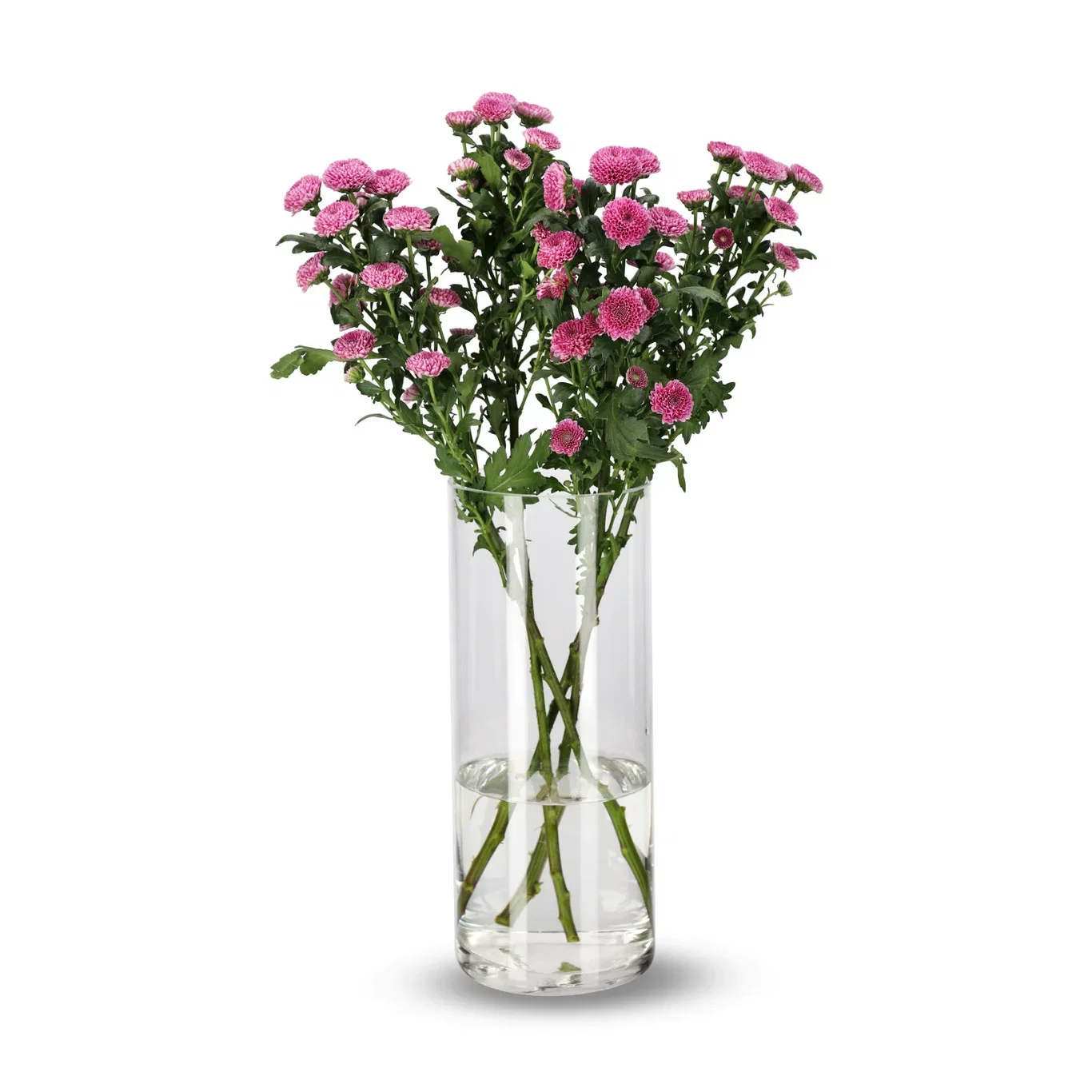 Krysantemum 4-pack