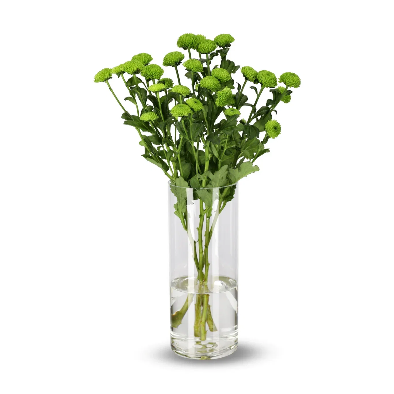 Krysantemum 4-pack