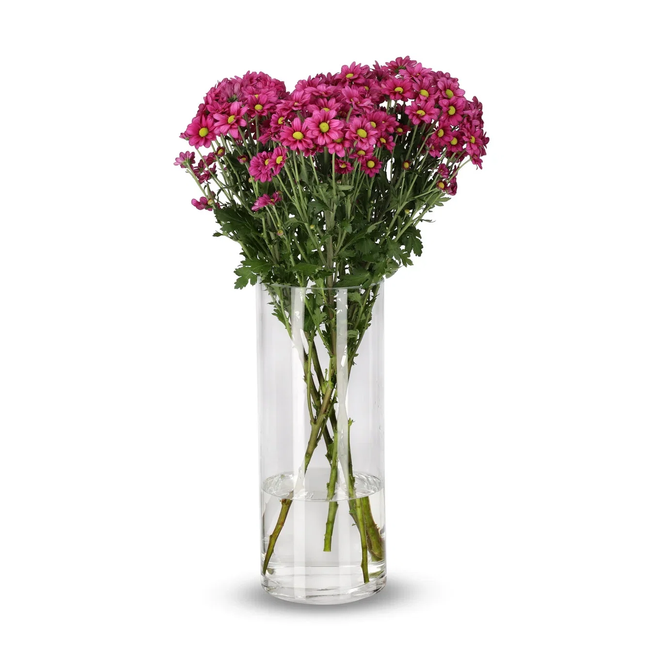 Krysantemum 4-pack
