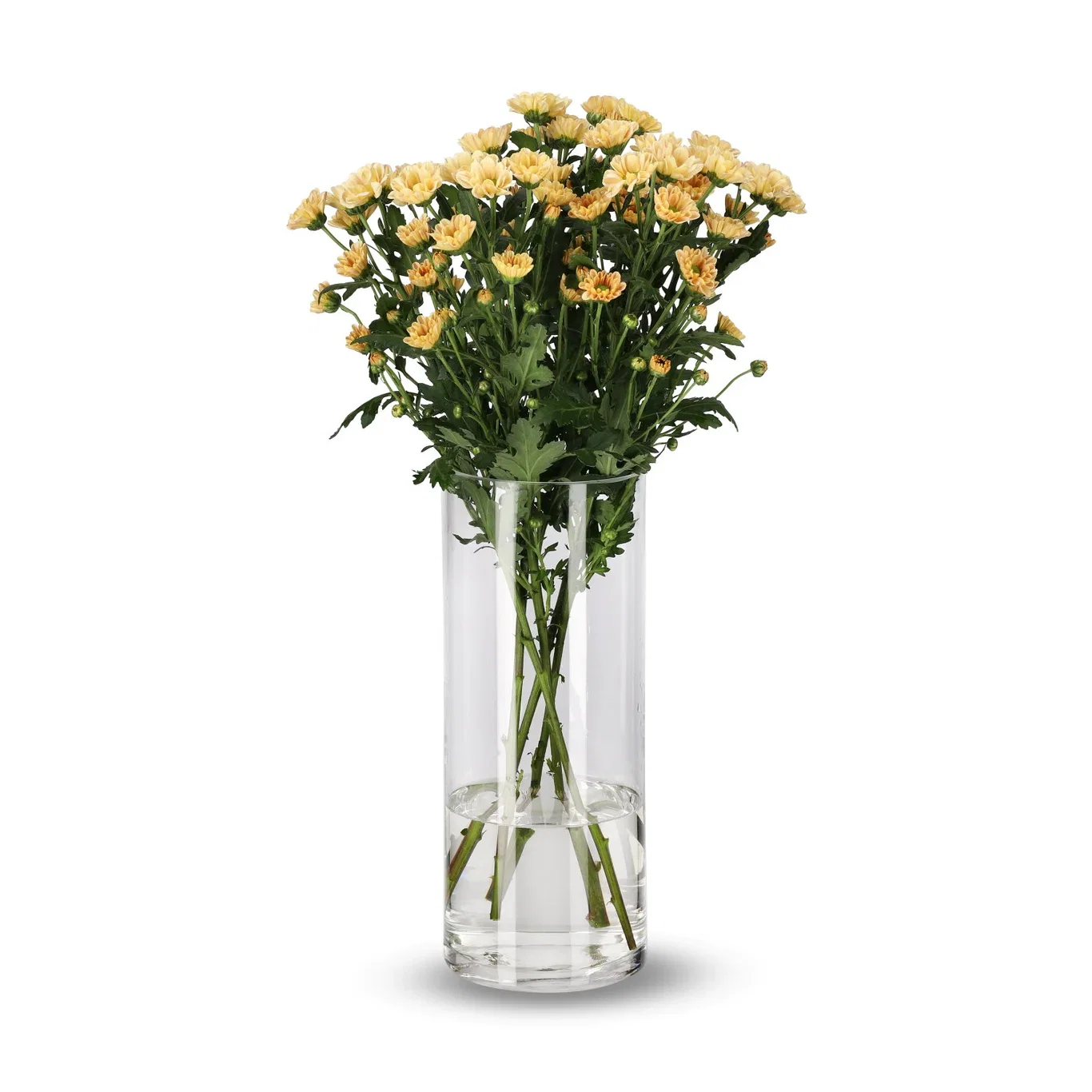 Krysantemum 4-pack