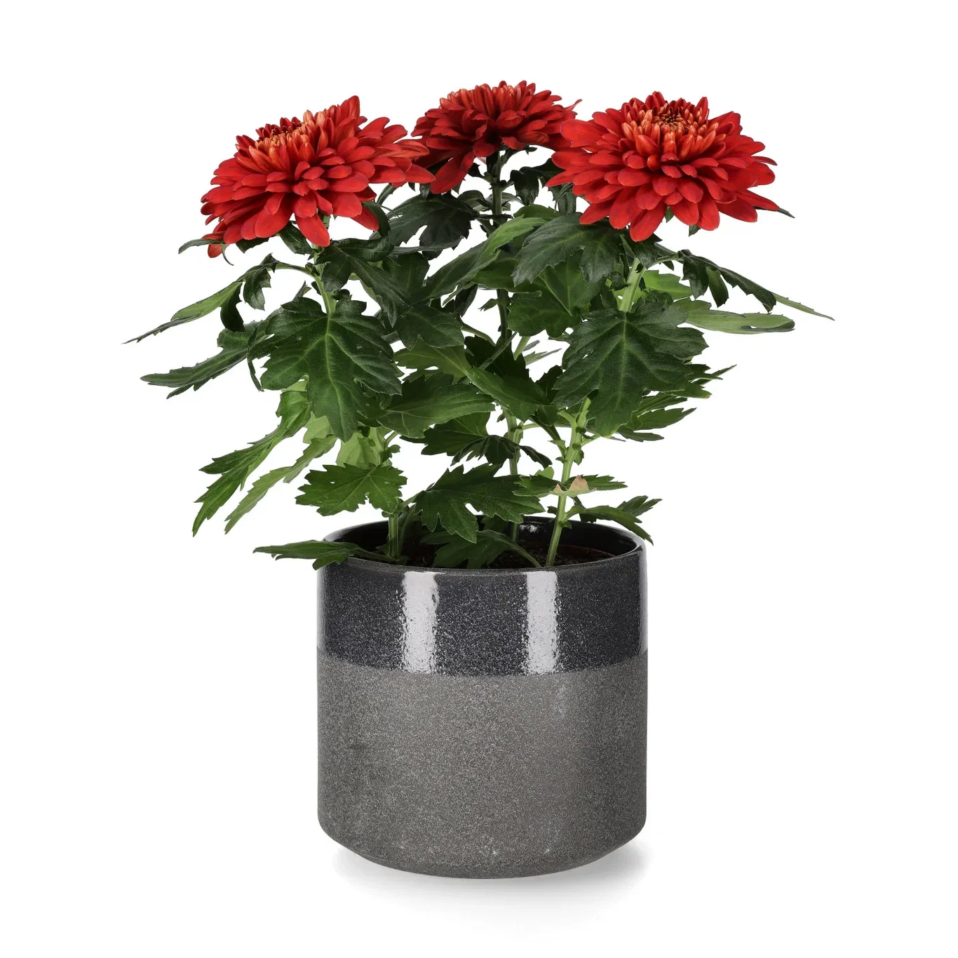 Chrysanthemum Zembla