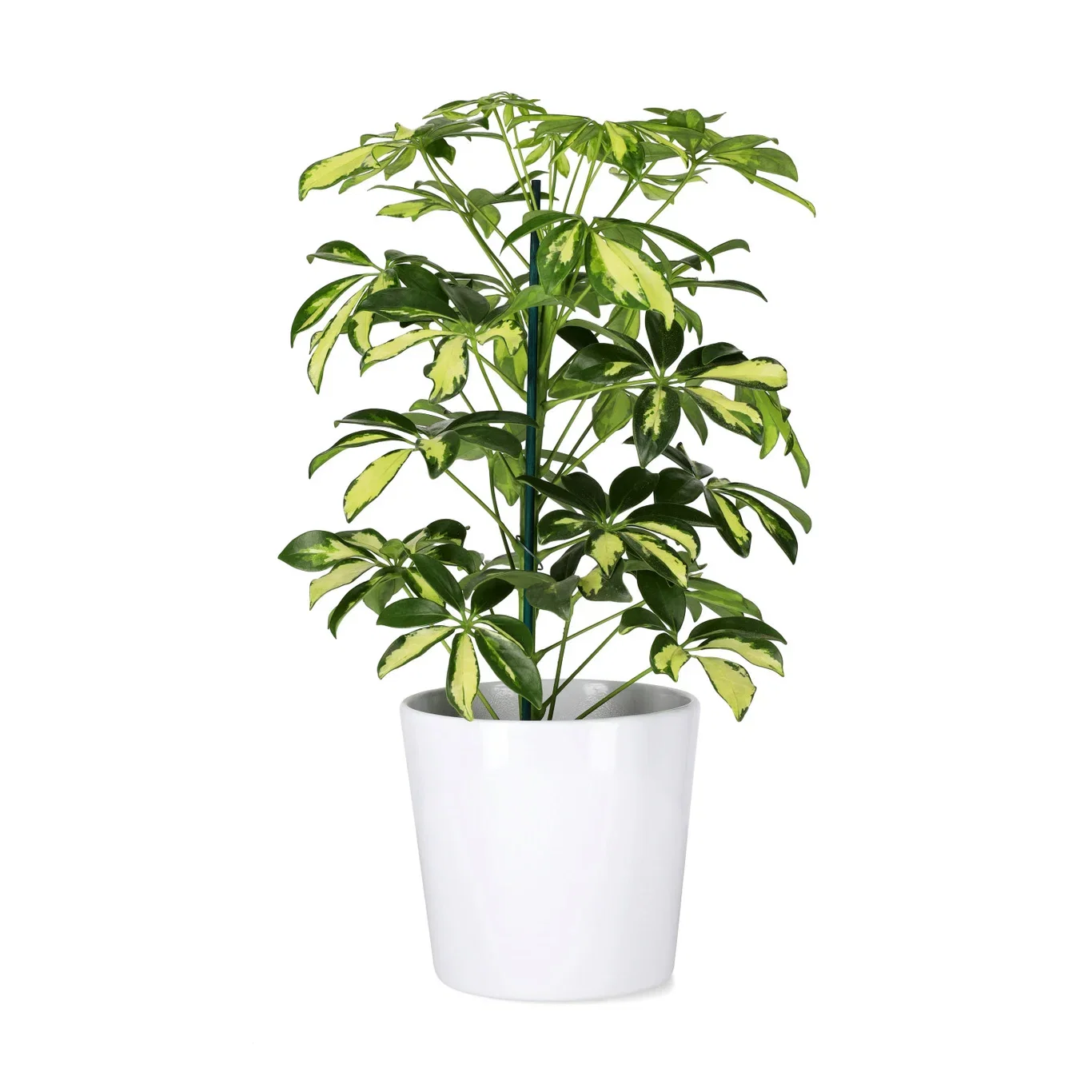 Schefflera arboricola 'Gerda' 13 cm