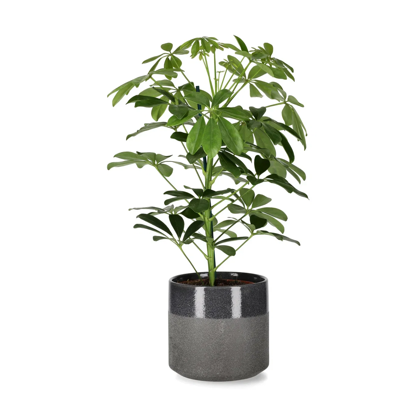 Schefflera arboricola 'Nora' 13 cm