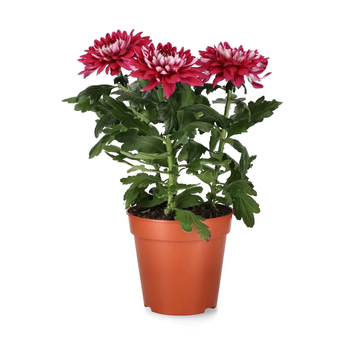 Chrysanthemum Zembla