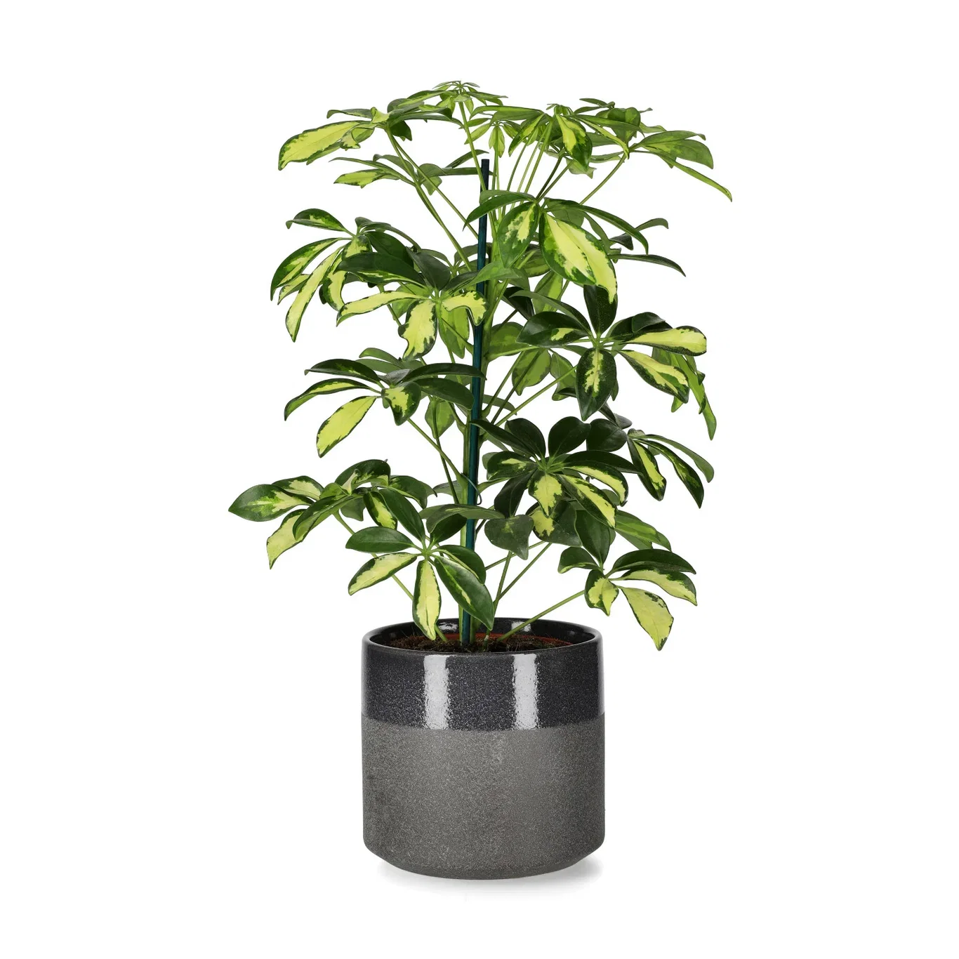 Schefflera arboricola 'Gerda' 13 cm