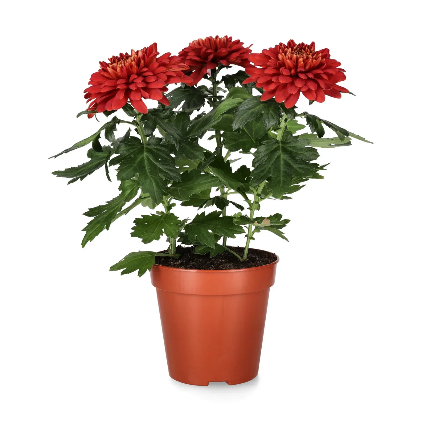 Chrysanthemum Zembla