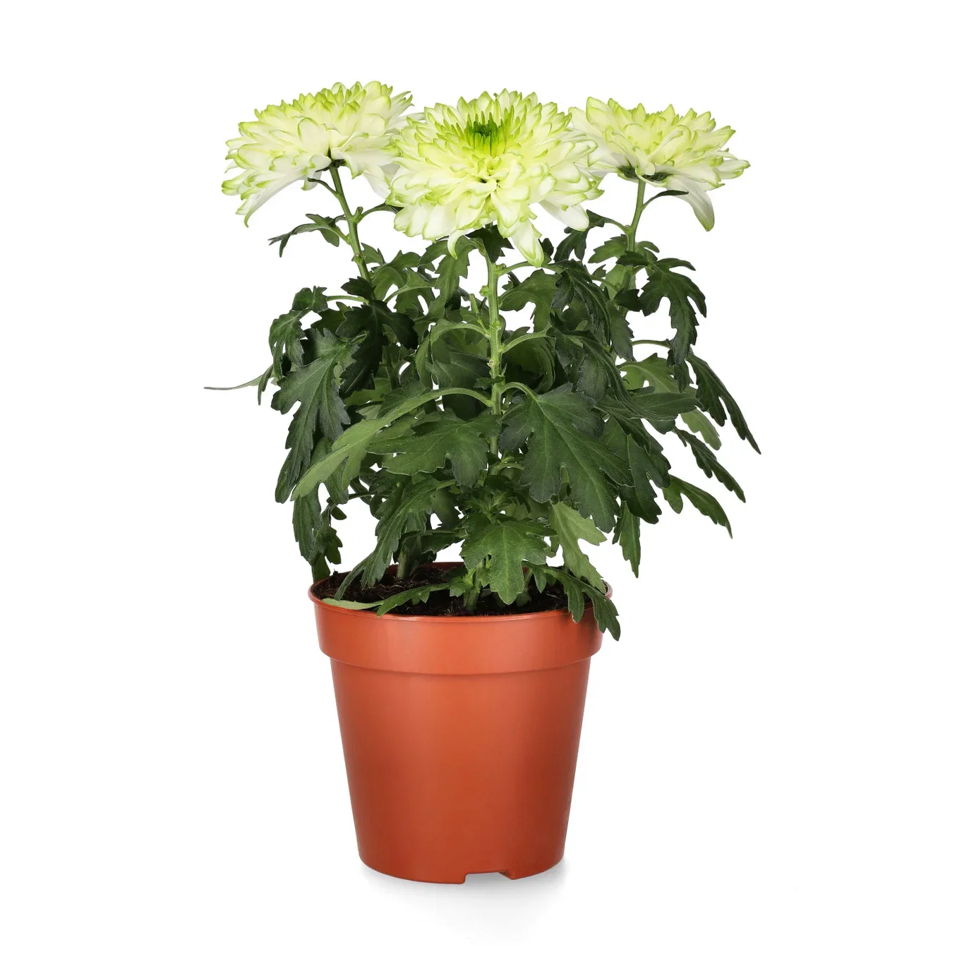 Chrysanthemum Zembla