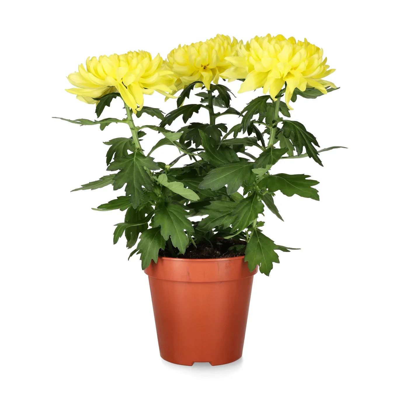 Chrysanthemum Zembla