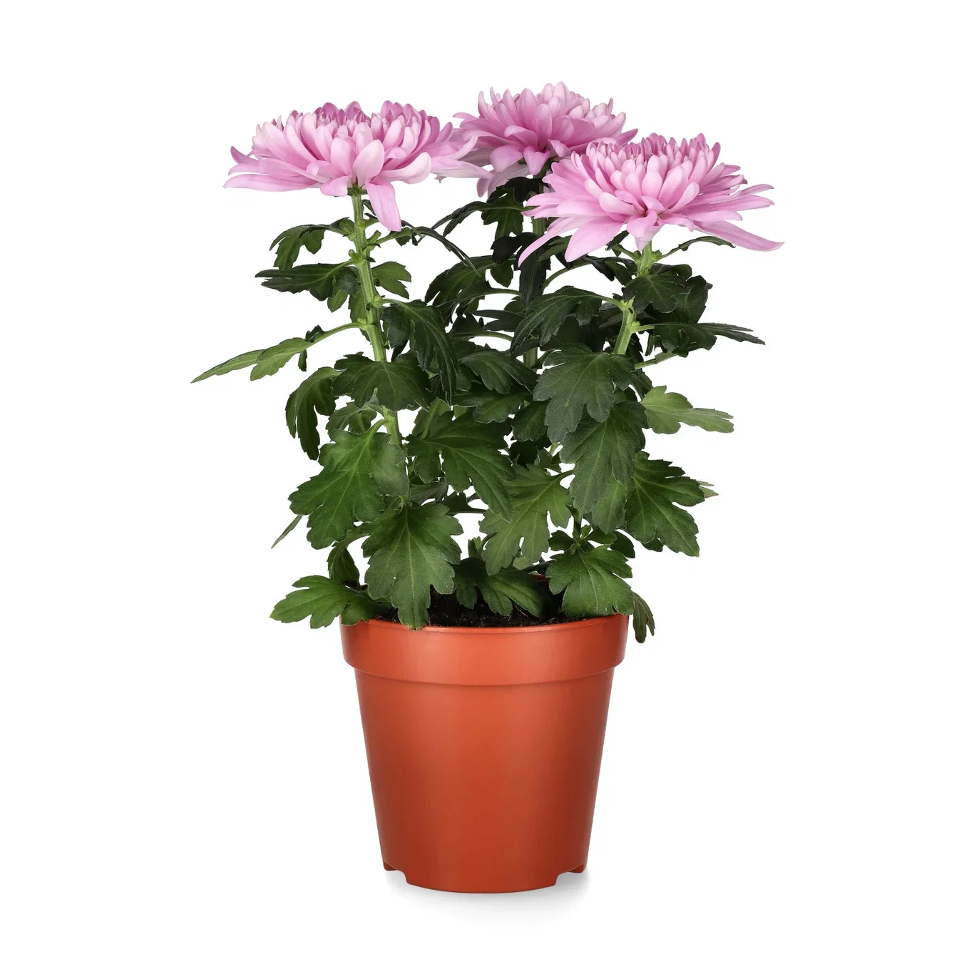 Chrysanthemum Zembla