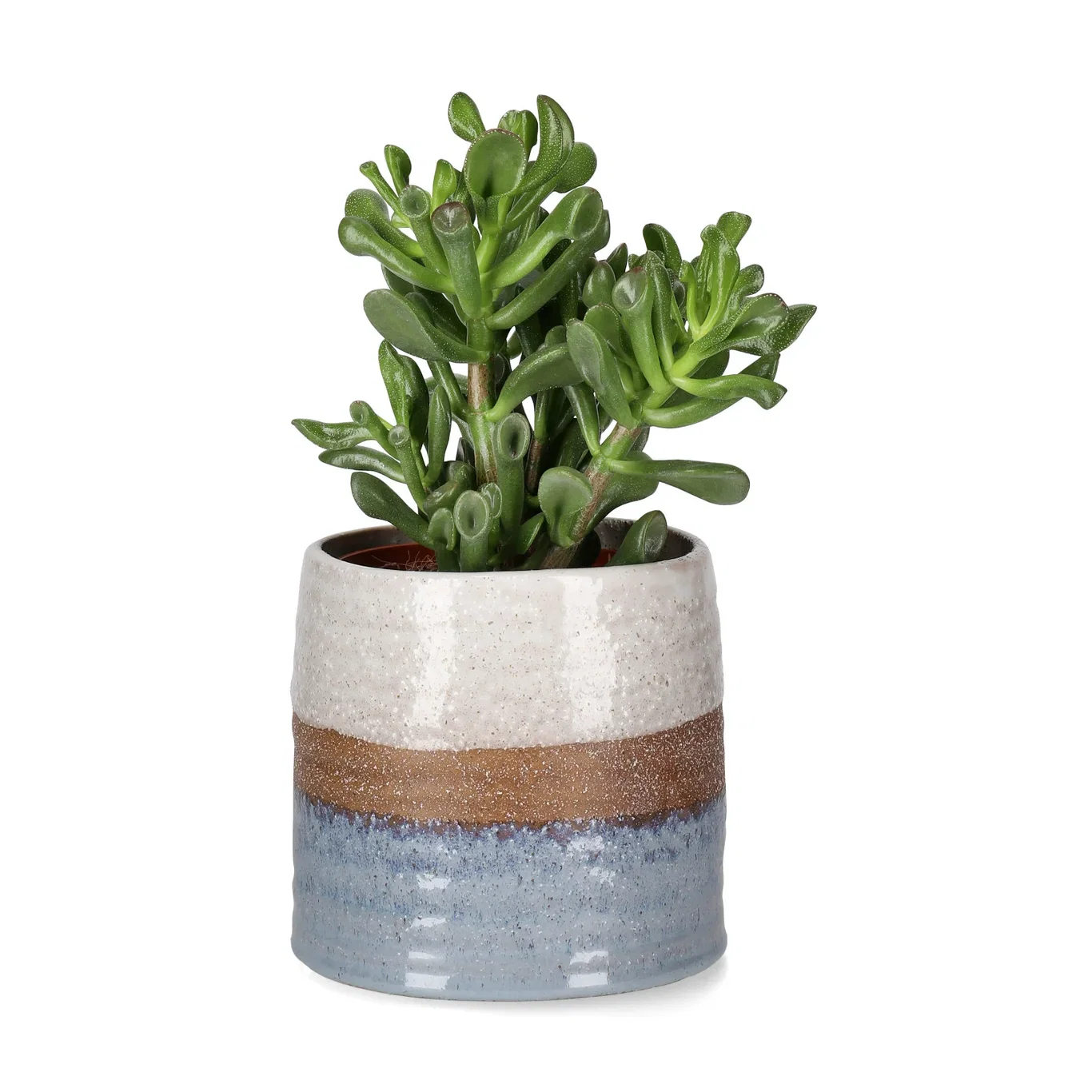 Crassula Trumpet Succulent Plant