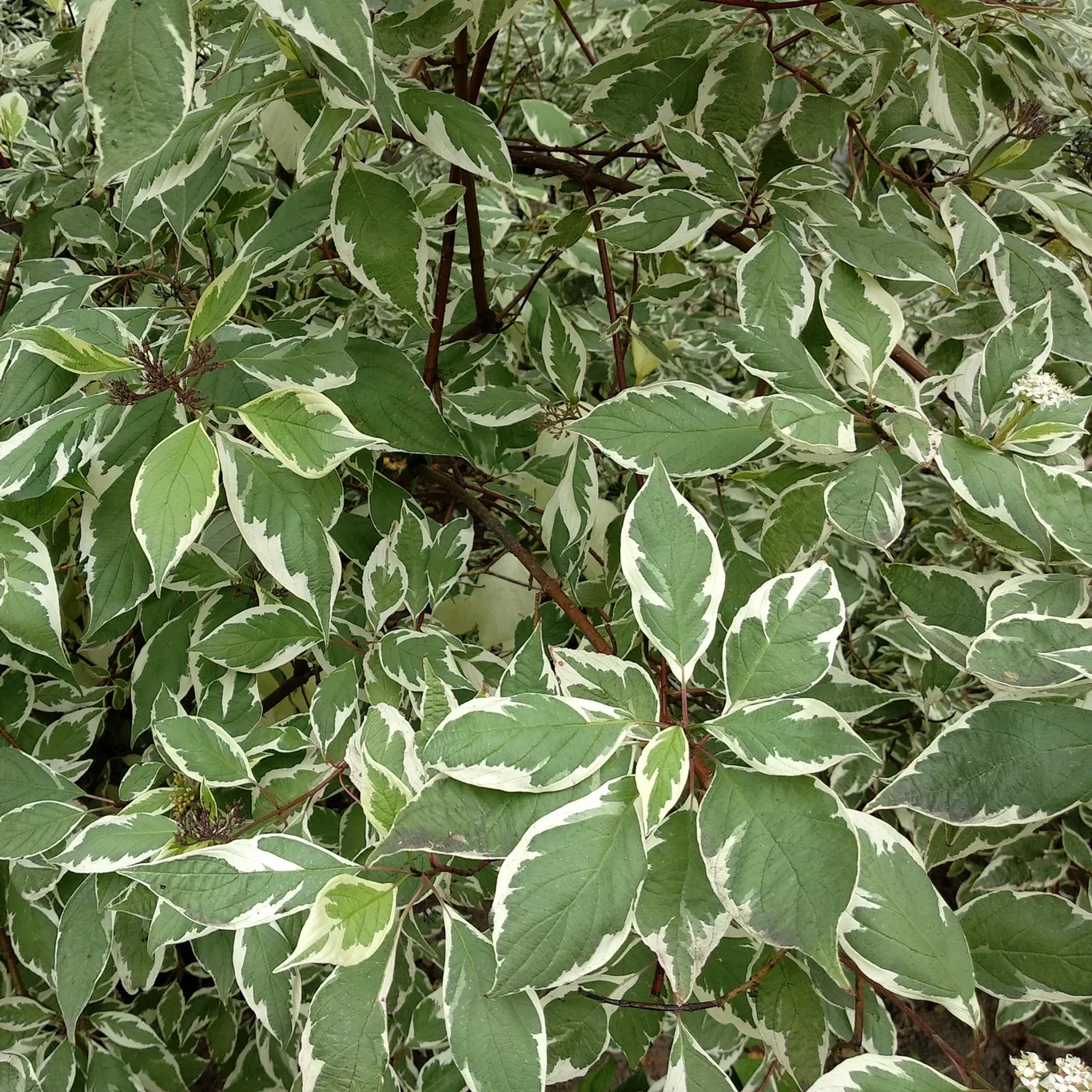 Ivory Halo Dogwood Shrub