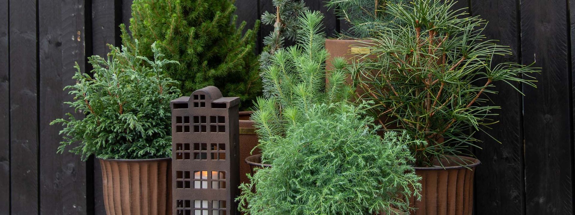 Detta är en bildillustration av  20 % på alla vintergröna barrträd