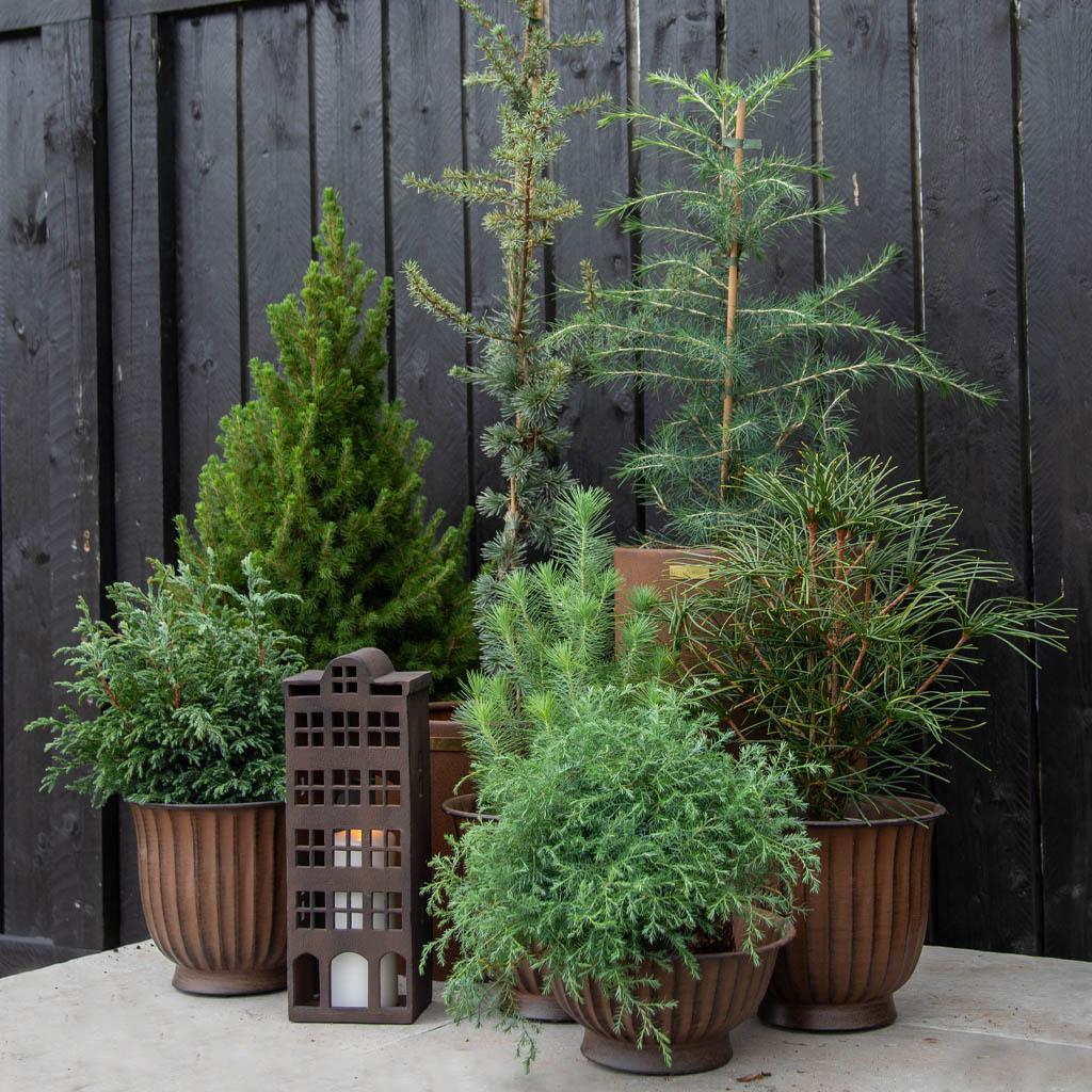 20 % på alla vintergröna barrträd