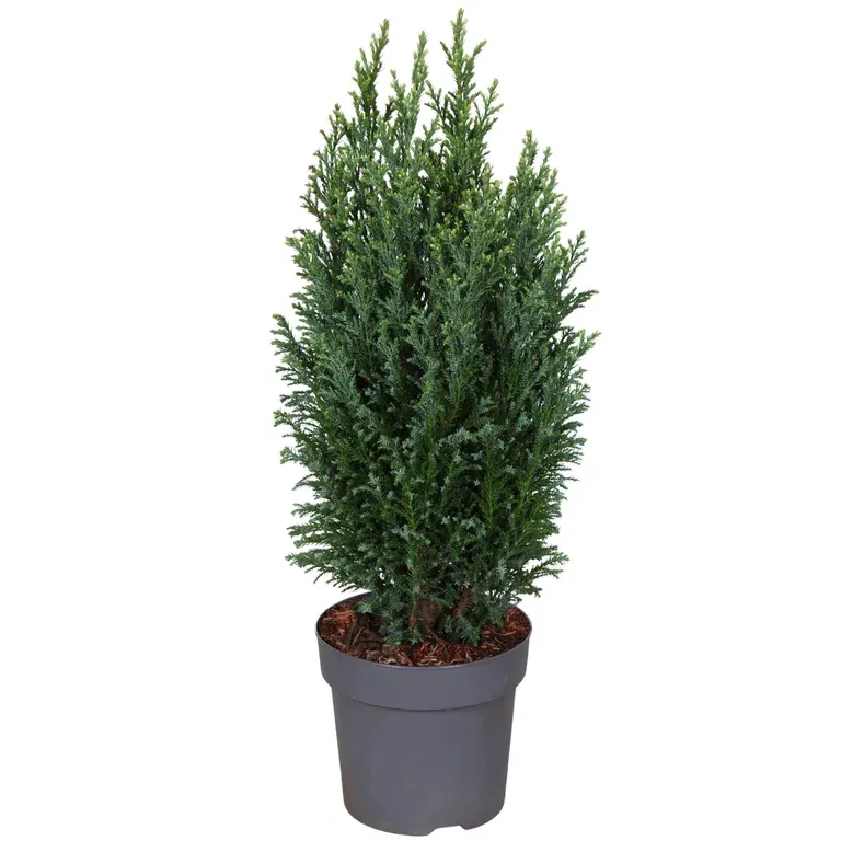 Ädelcypress 'Snow White'