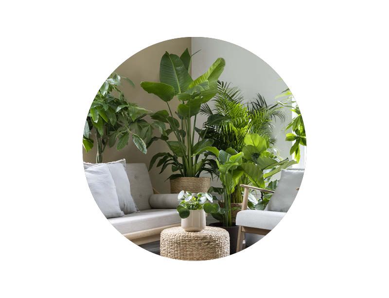 Image of Inneväxter