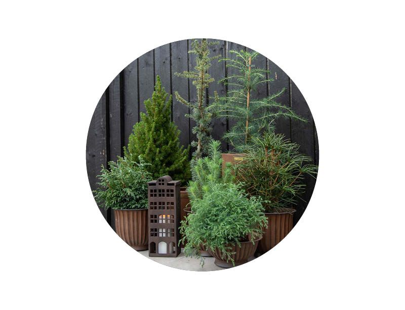 Image of Barrväxter