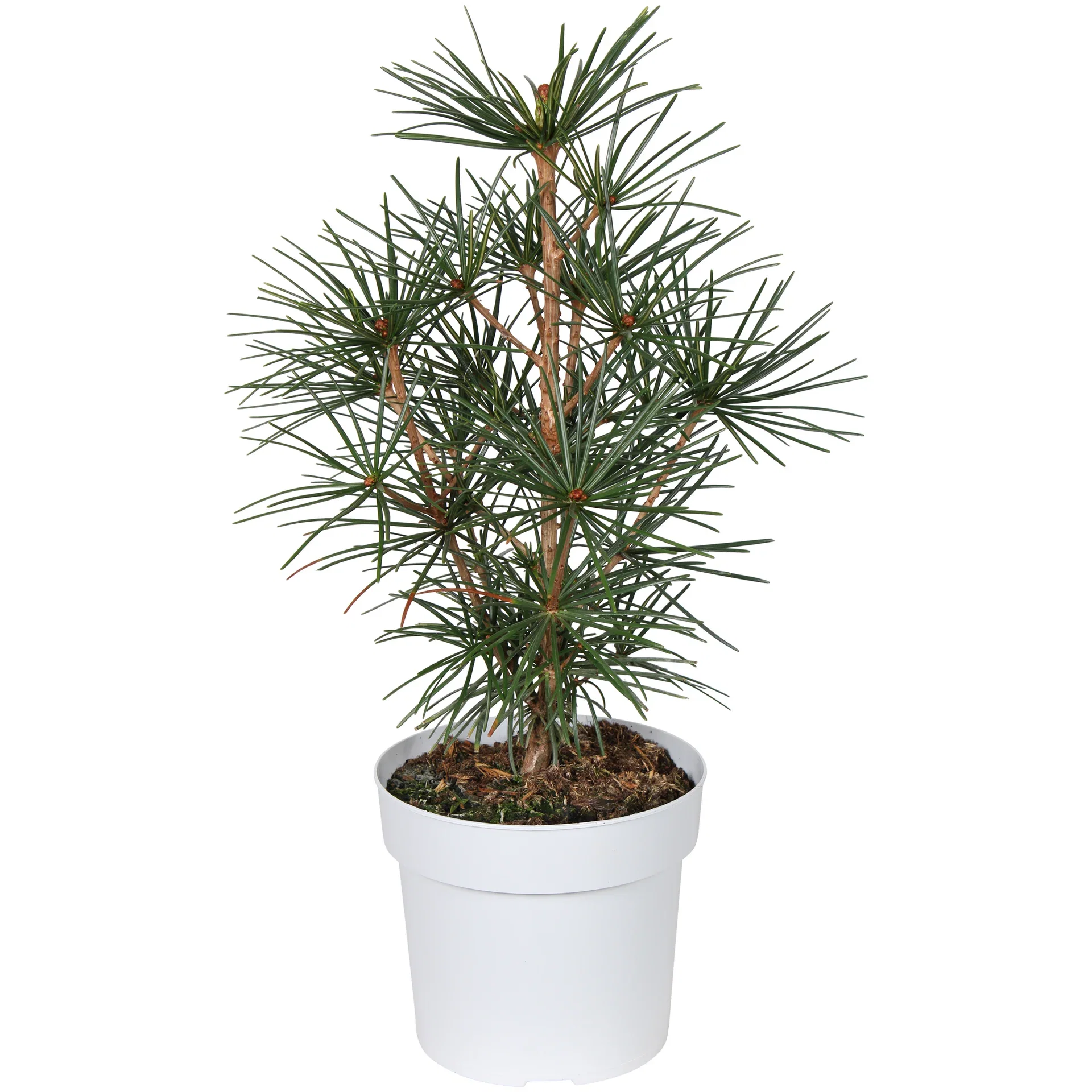 Sciadopitys verticillata 19 cm