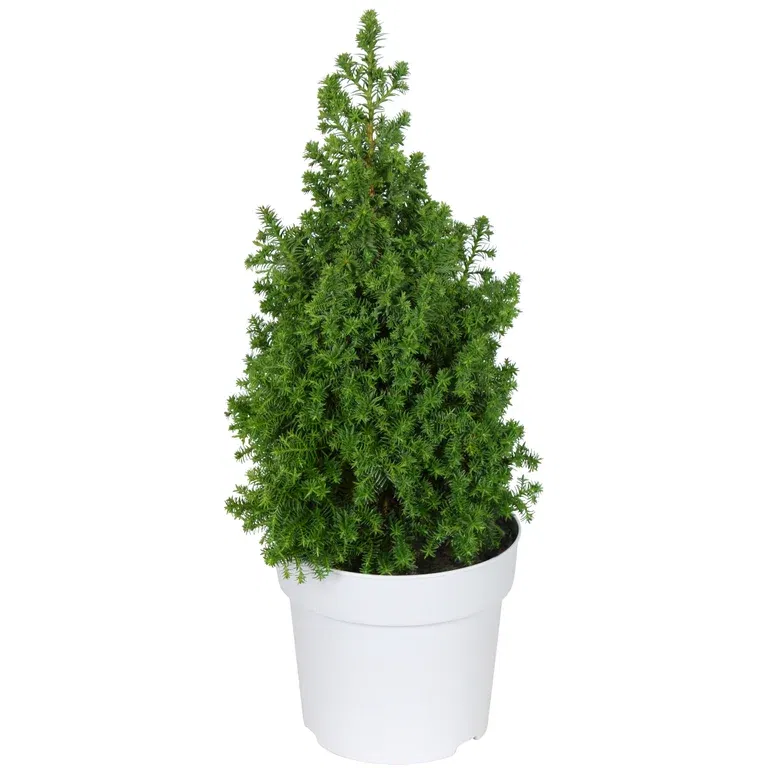 Tujacypress 'Spitsbergen'