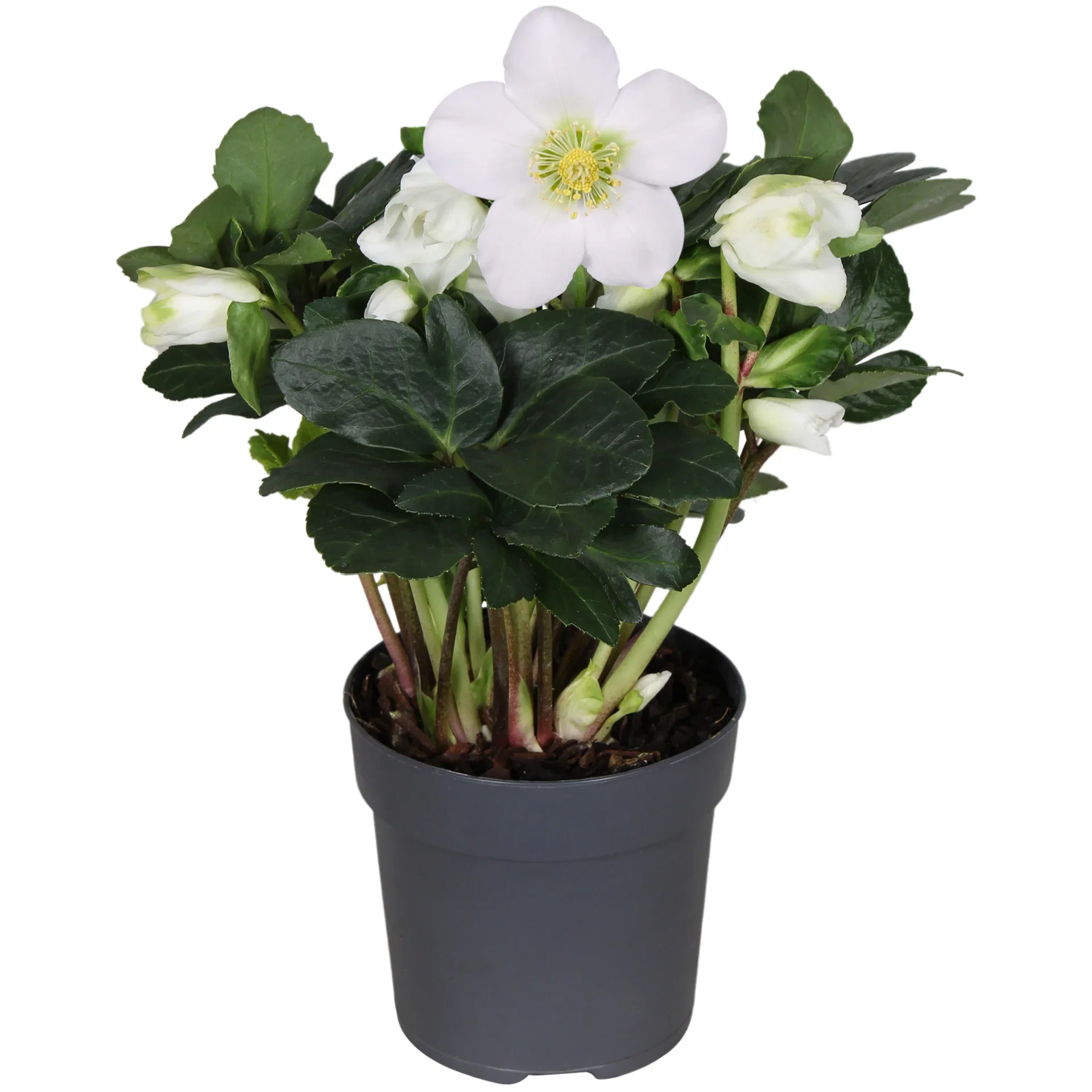 Helleborus 'Christmas Carol' växt