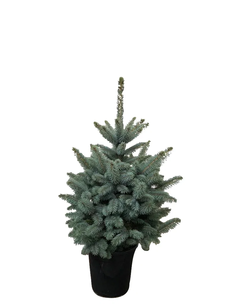 Blågran 'Baby Blue'