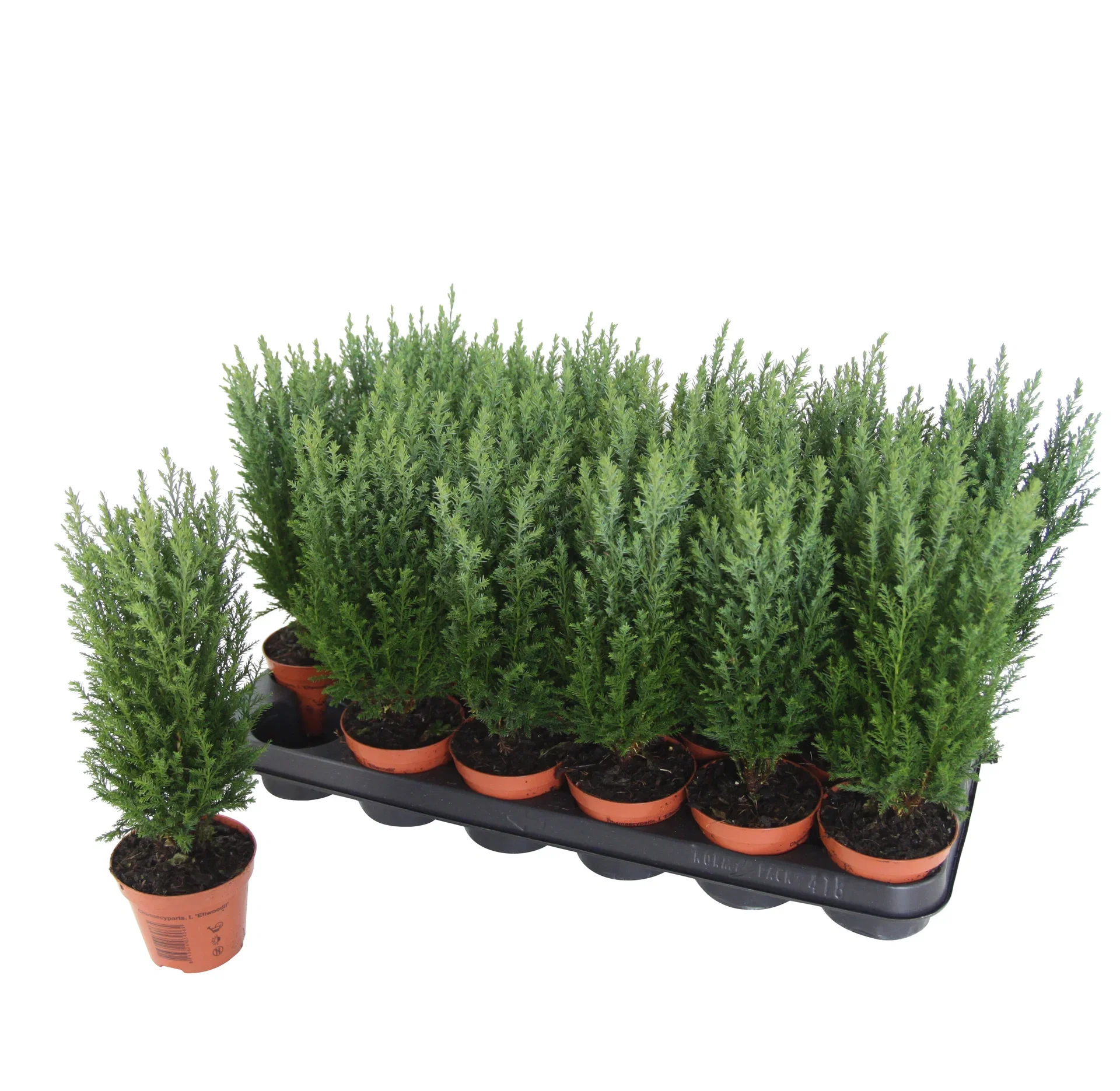 Ädelcypress 'Ellwoodii'