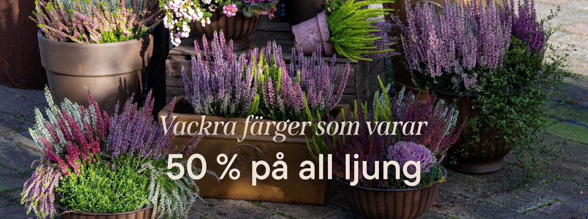 This is an image illustration of  40% off all perennials in returnable pots