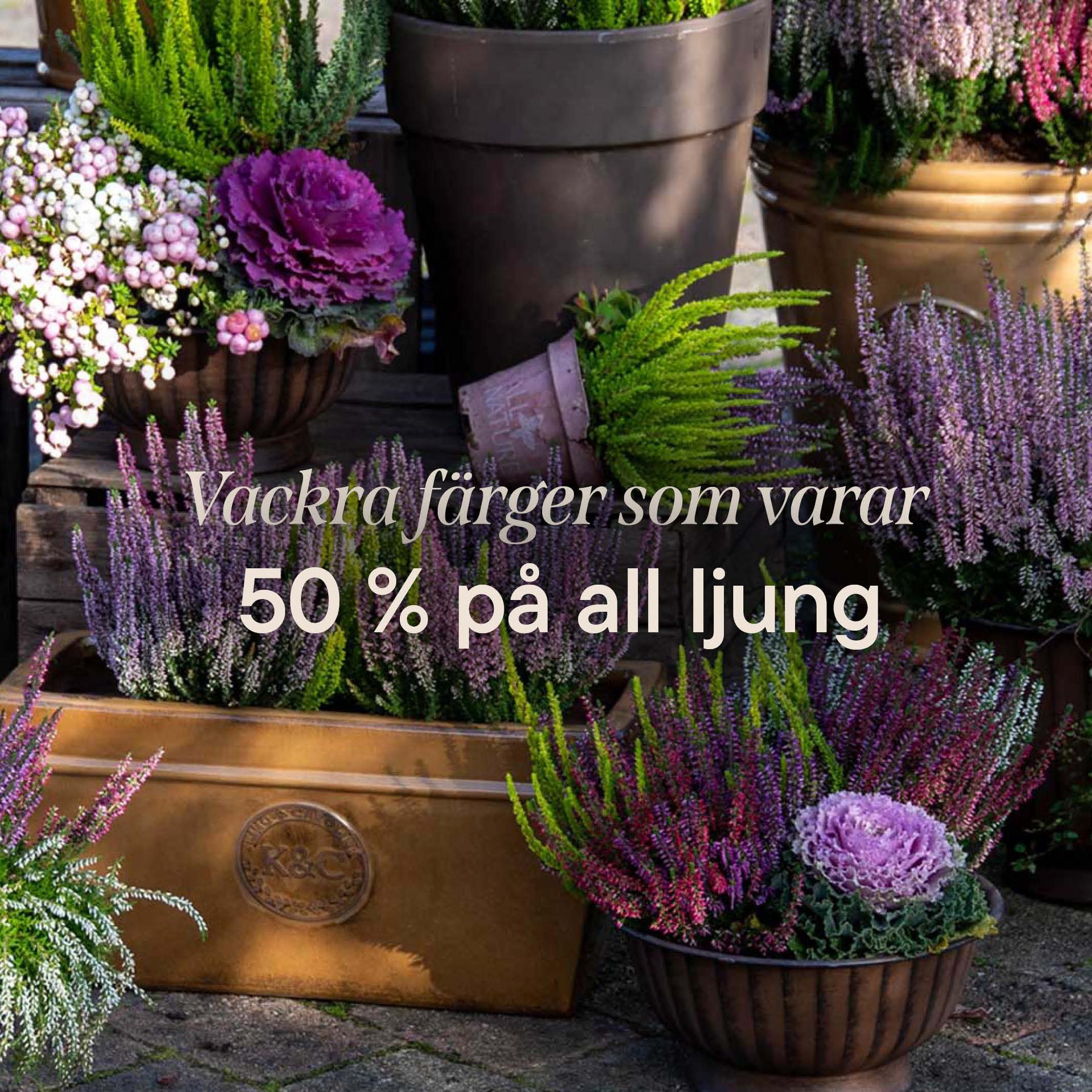 40% off all perennials in returnable pots