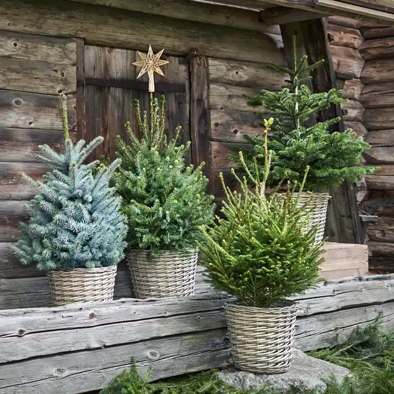 Abies Nordmanniana in pot 399,90 (699,90)