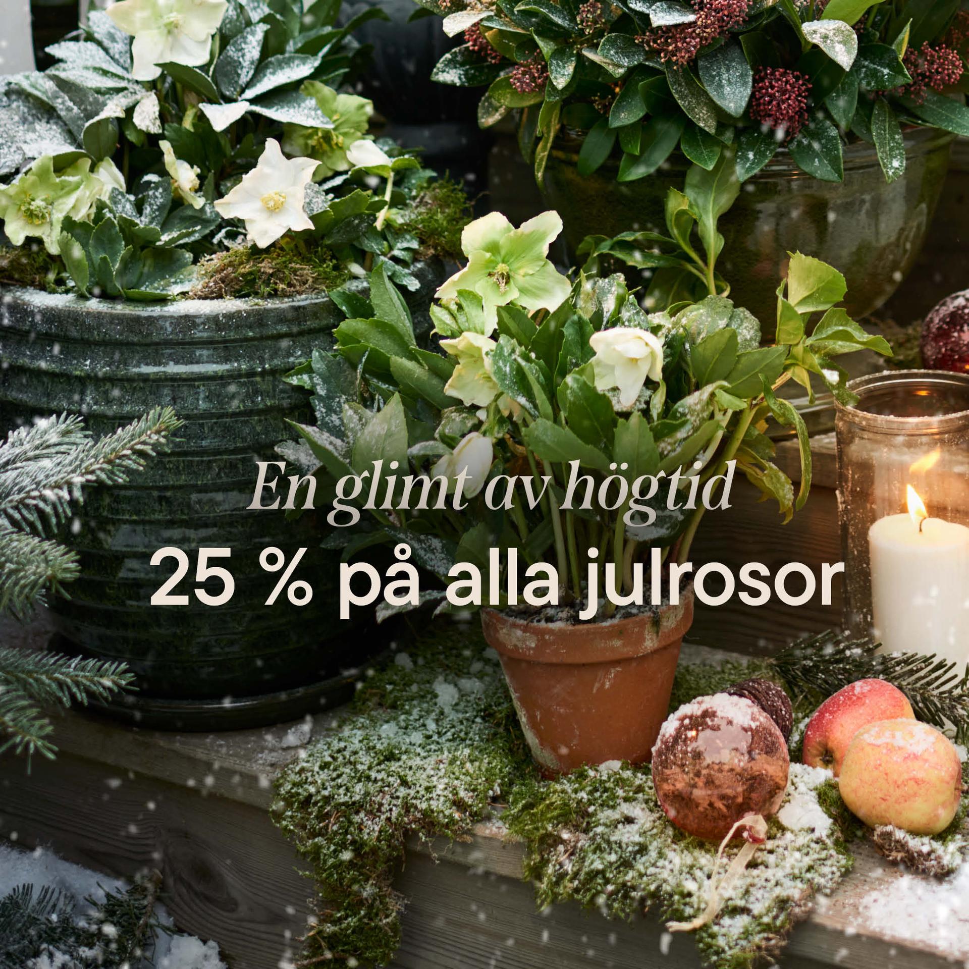 Terracotta in all sizes and styles