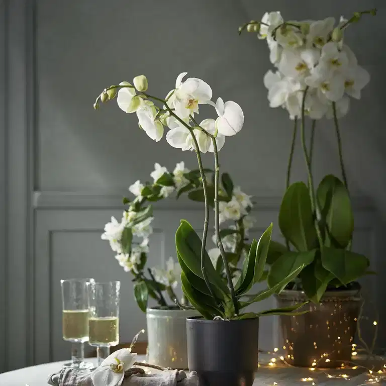 40 % off all orchids