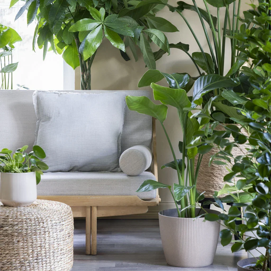 Surround yourself with relaxing plants – 6 tips for a lush jungle at home