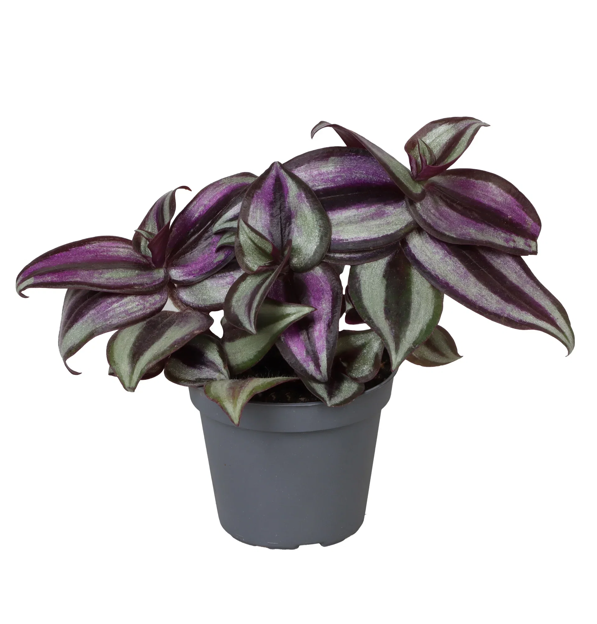 Tradescantia mini mix