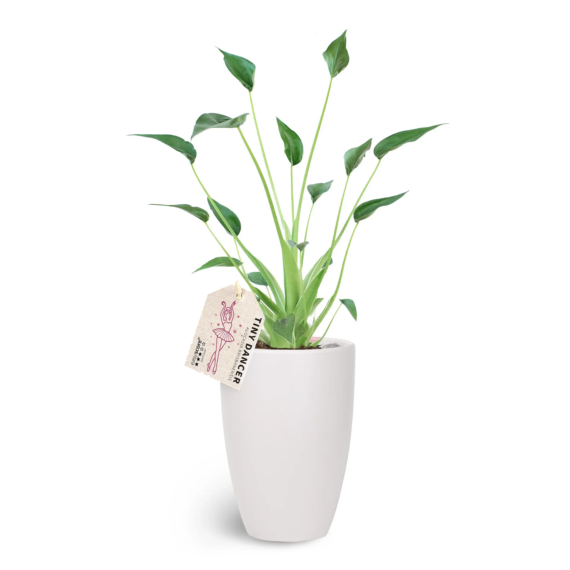 Special in Deco Pot 11 cm