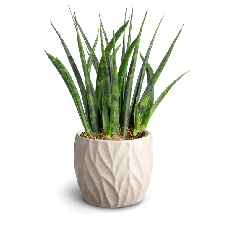 Sansevieria in pot