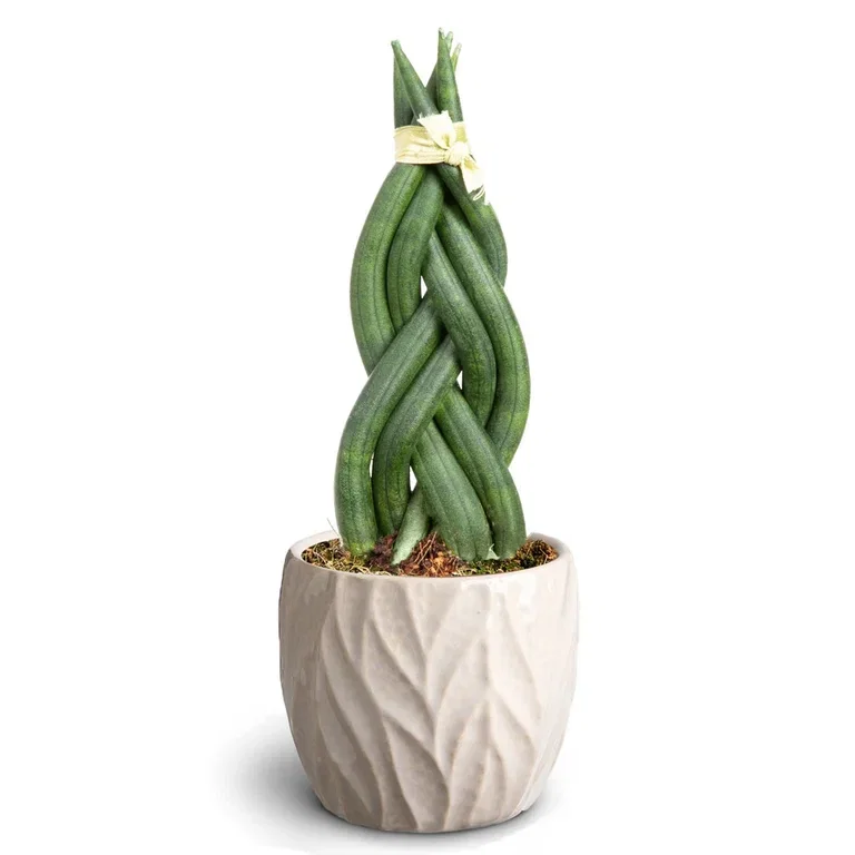 Sansevieria in pot