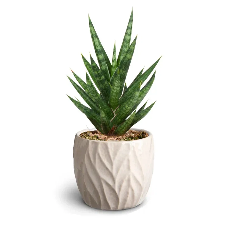 Sansevieria in pot