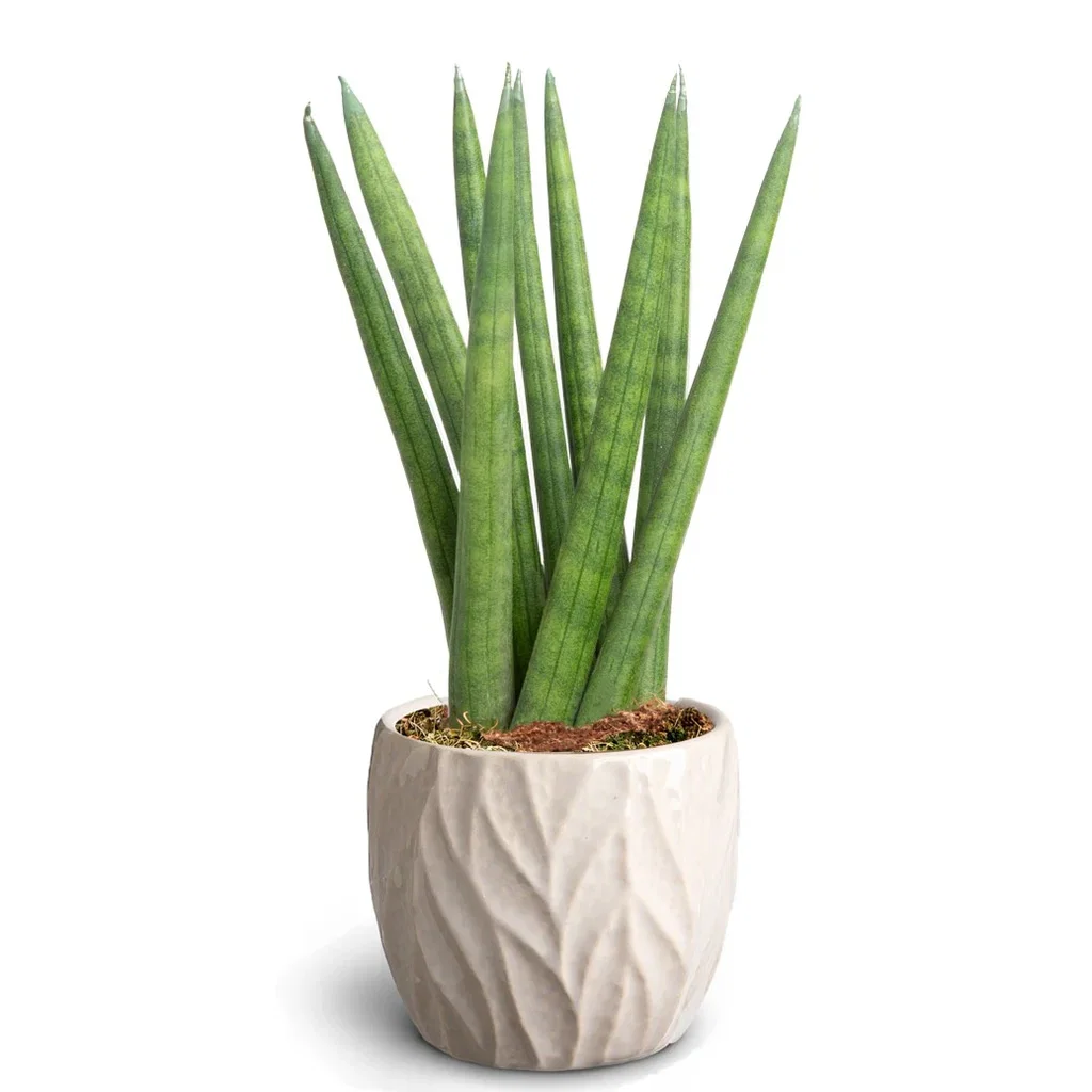 Sansevieria in pot