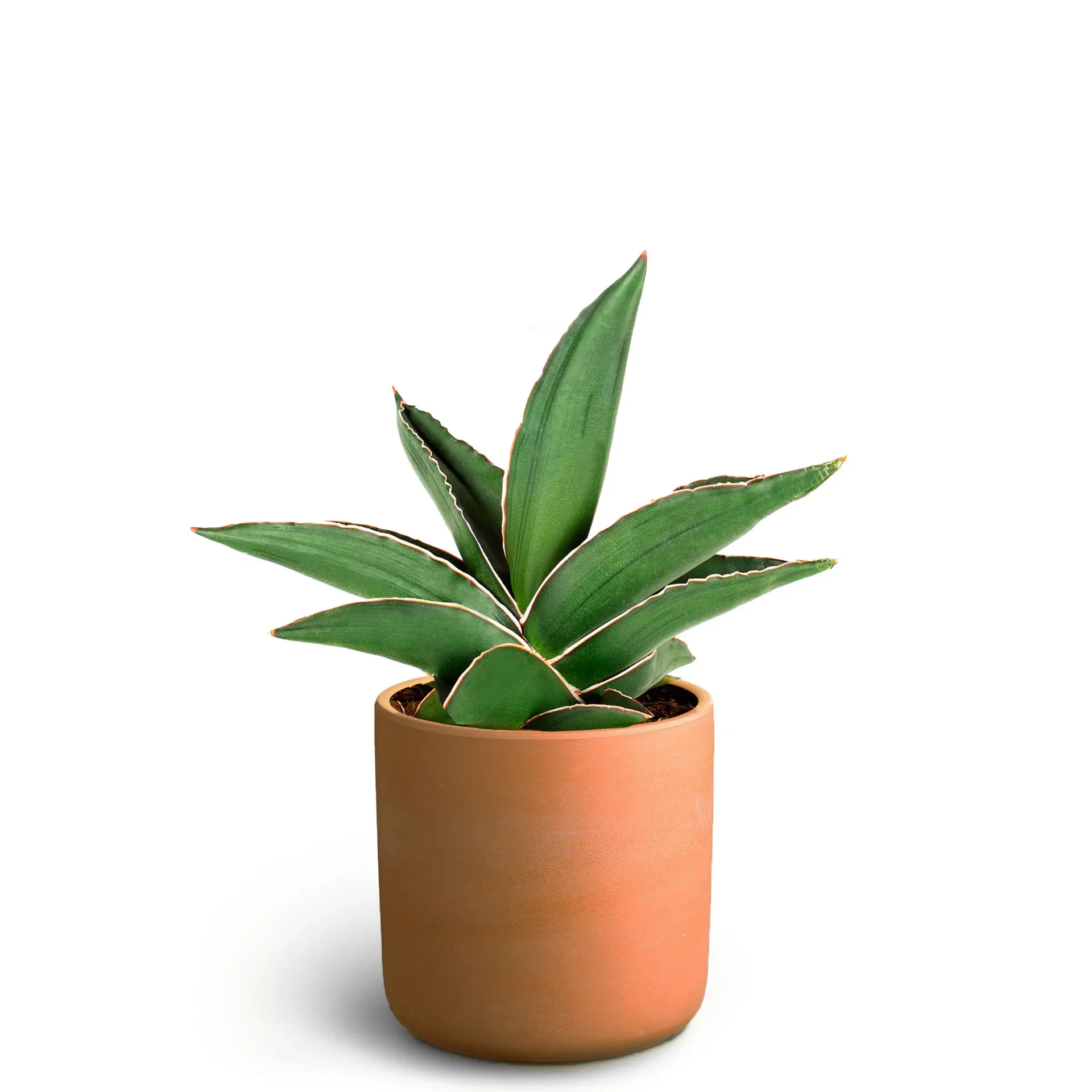 Green plant in pot