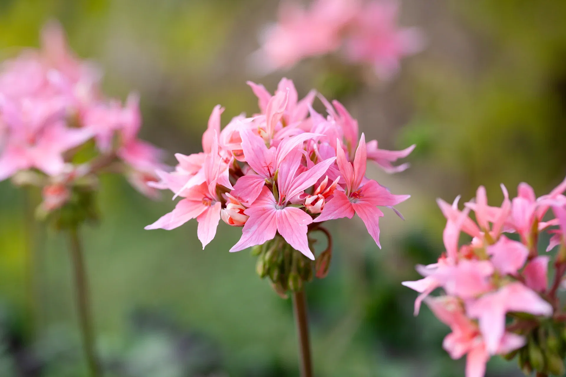 Pel. Årets Pelargon Sverige 2025 12 cm