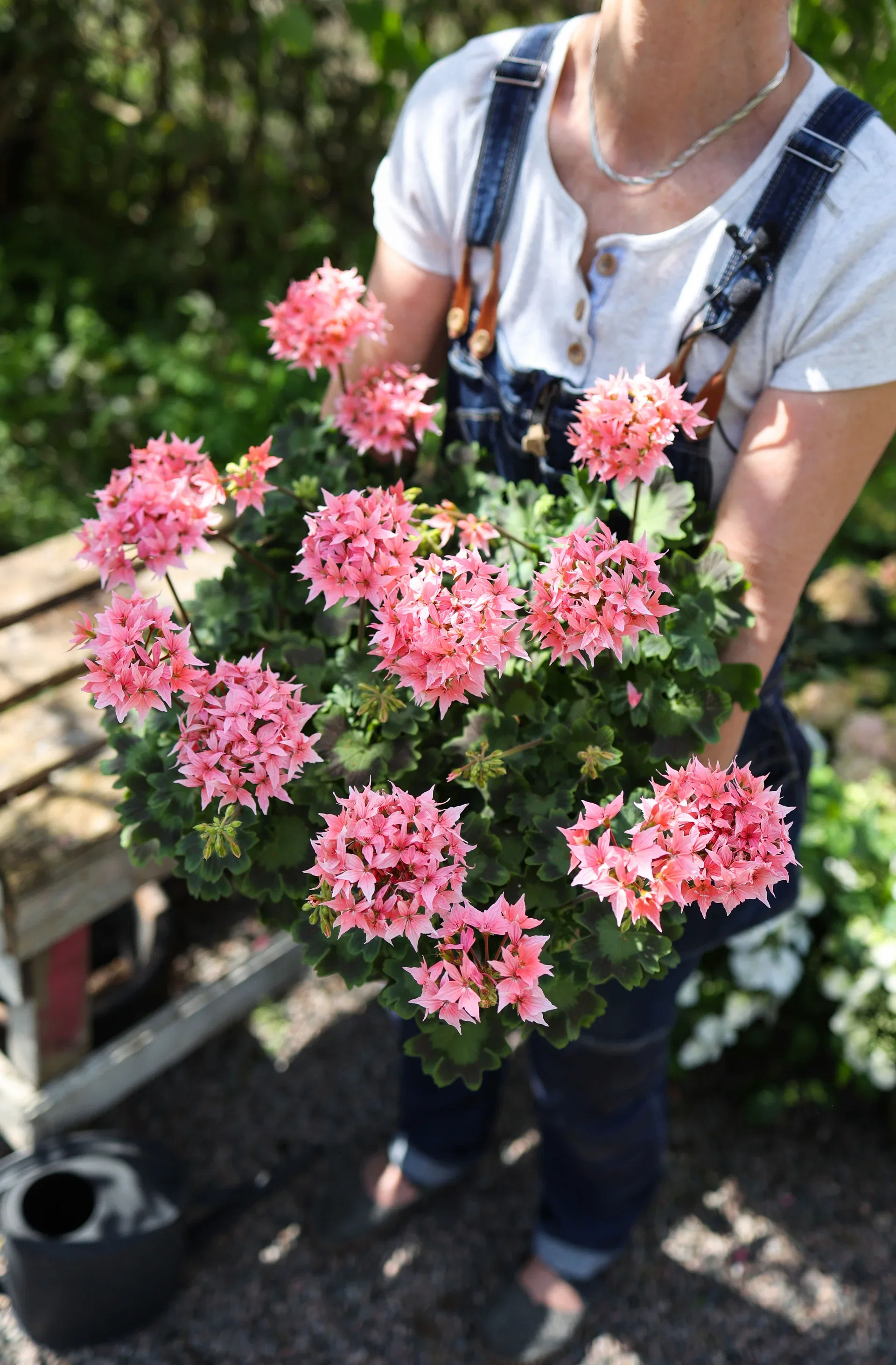 Pel. Årets Pelargon Sverige 2025 12 cm