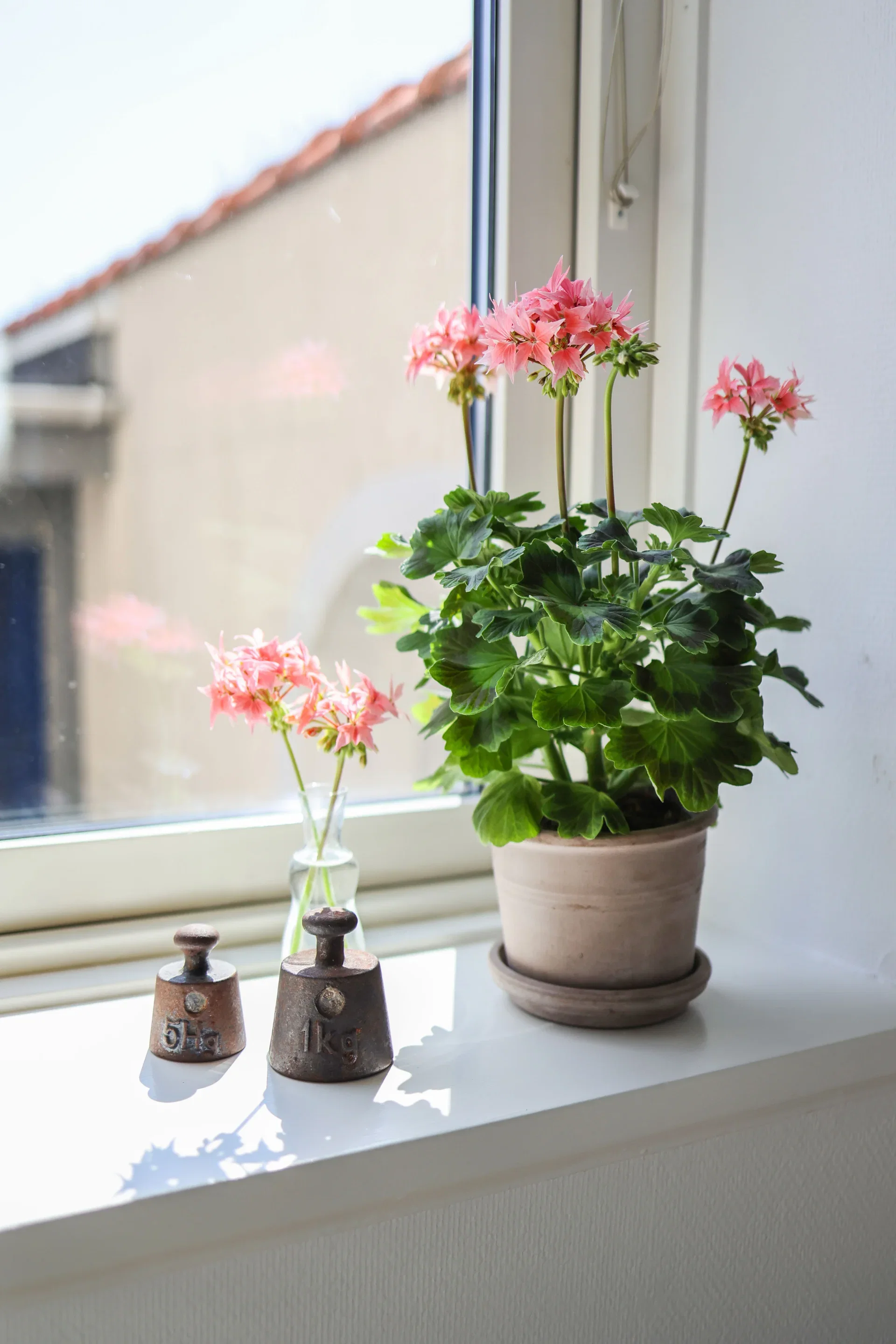 Pel. Årets Pelargon Sverige 2025 12 cm