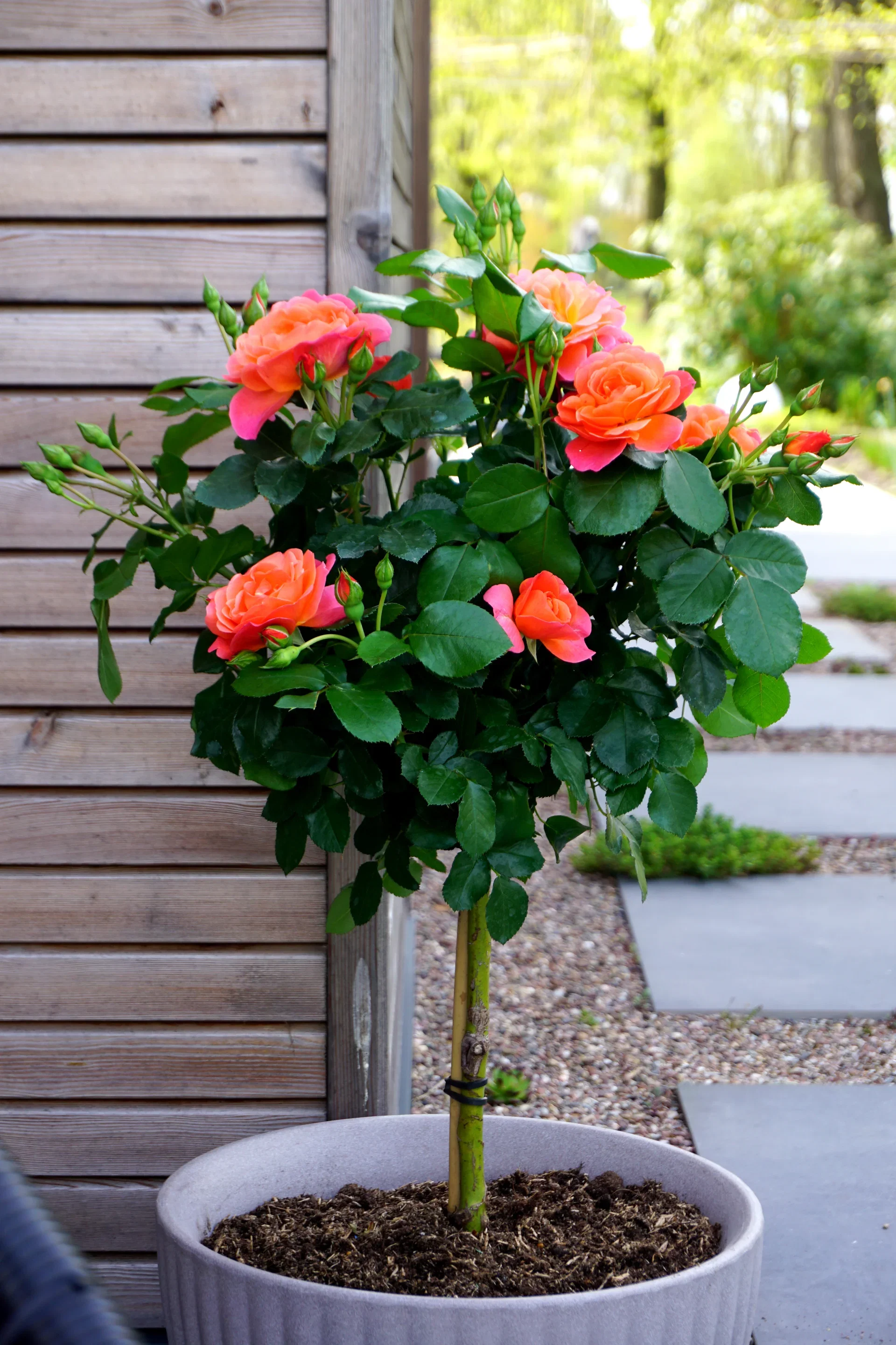 Rosa Sugar Candy stem 60 cm 5L