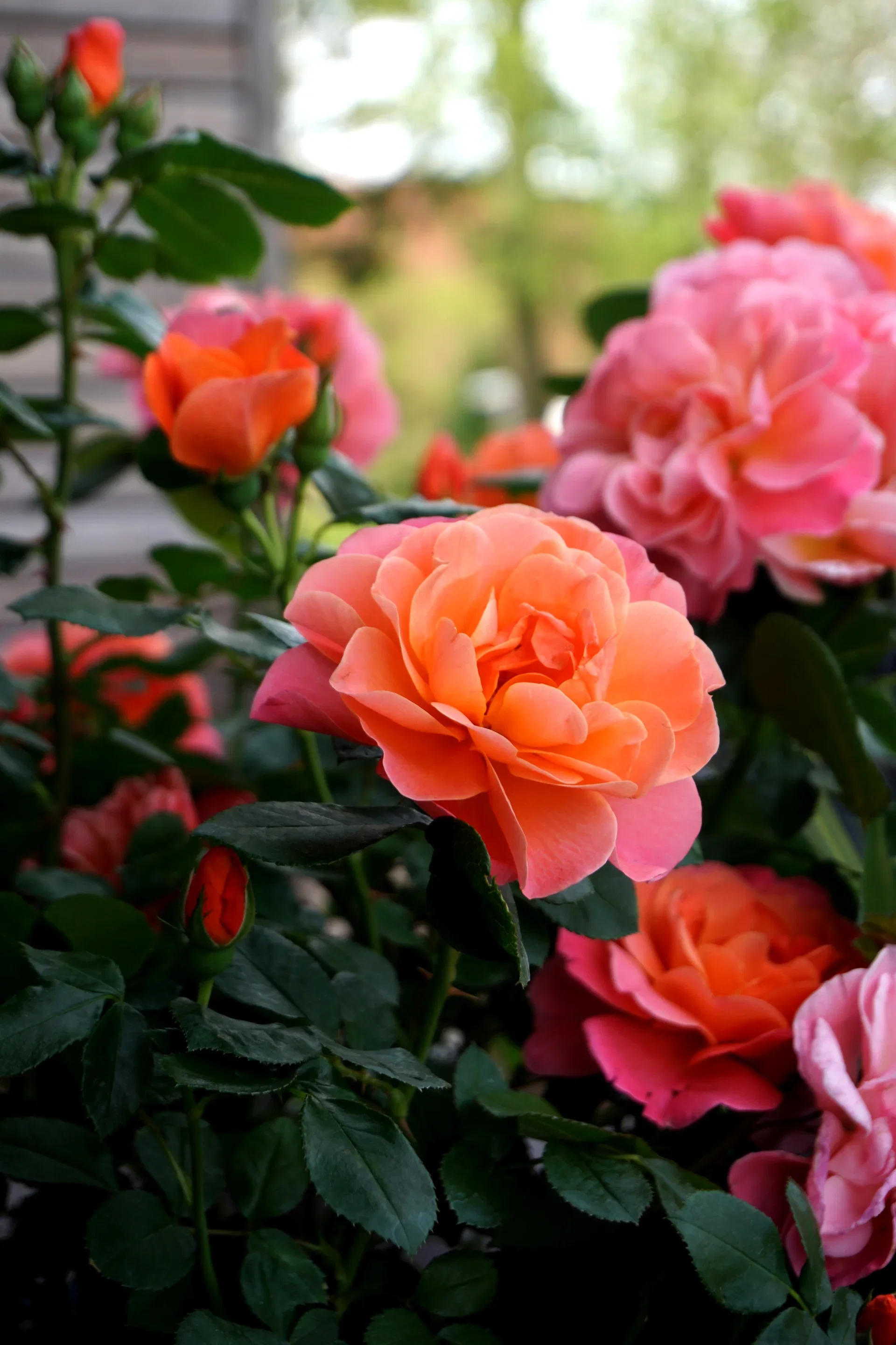 Rosa Sugar Candy stem 60 cm 5L