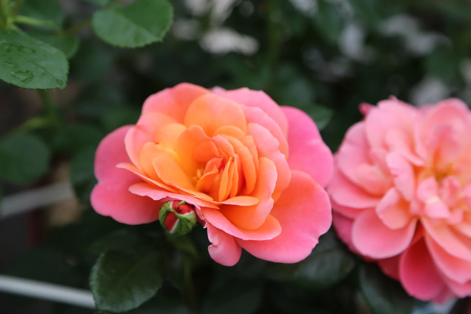 Rosa Sugar Candy stem 60 cm 5L