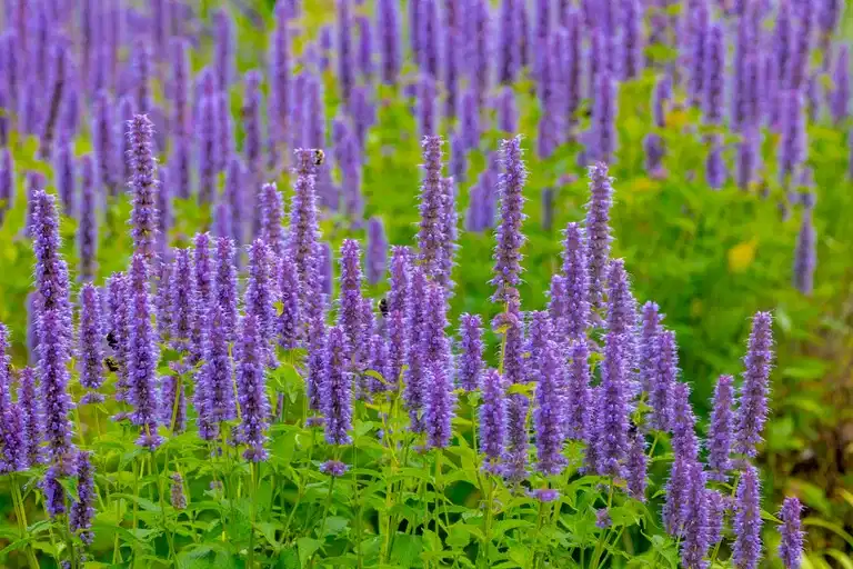 Agastache 'Blue Fortune'
