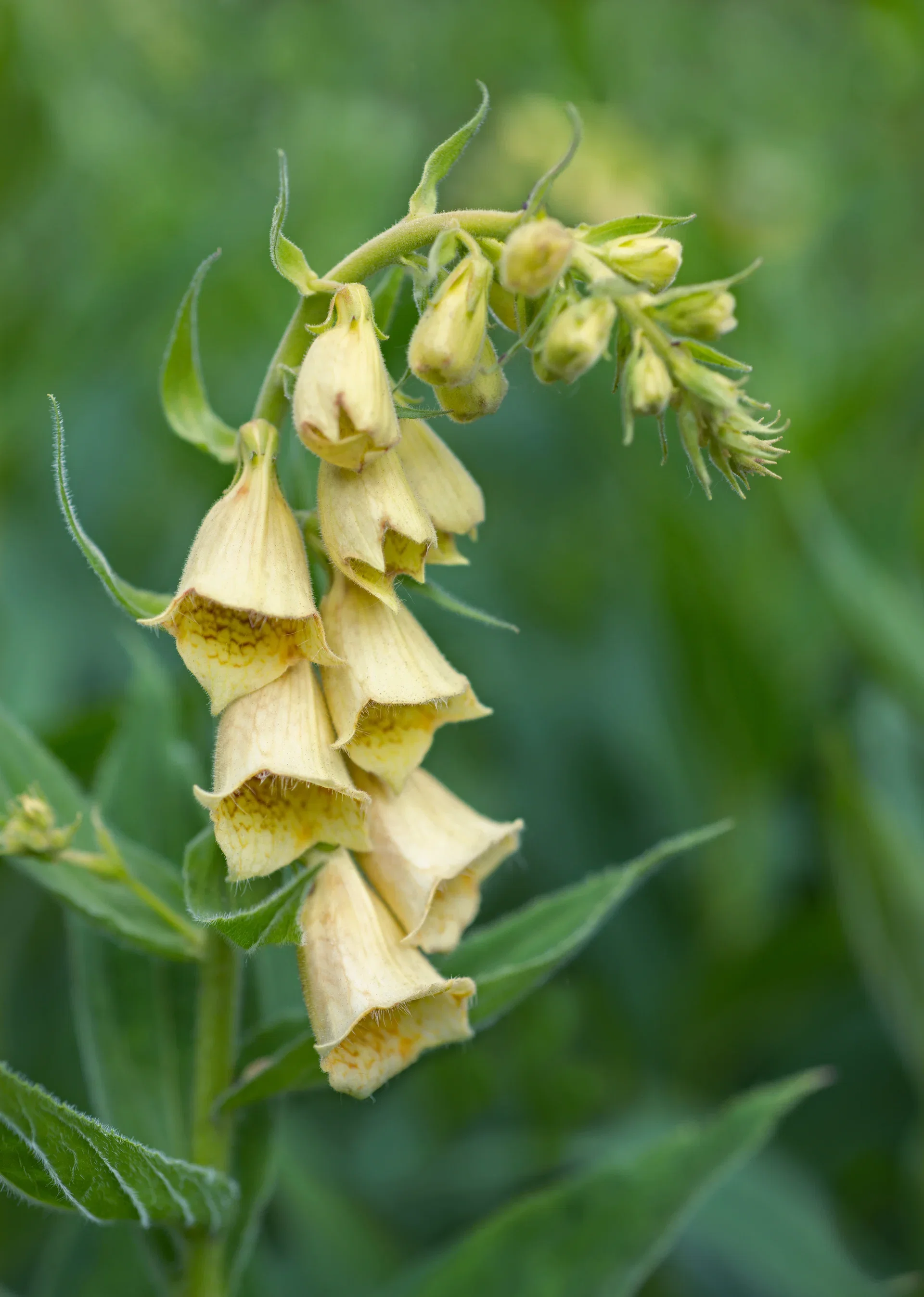 Digitalis grandiflora