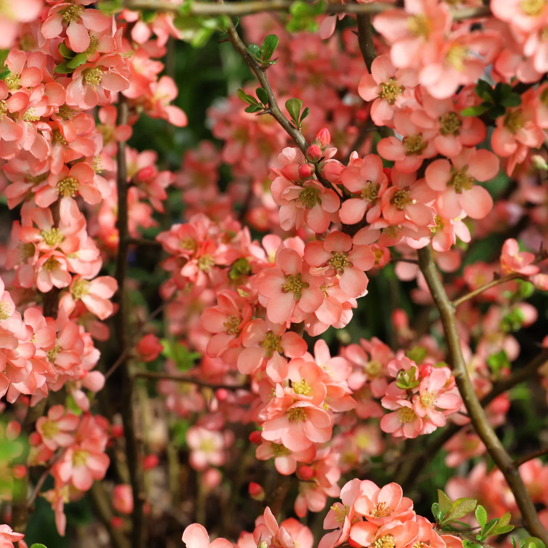 Liten rosenkvitten