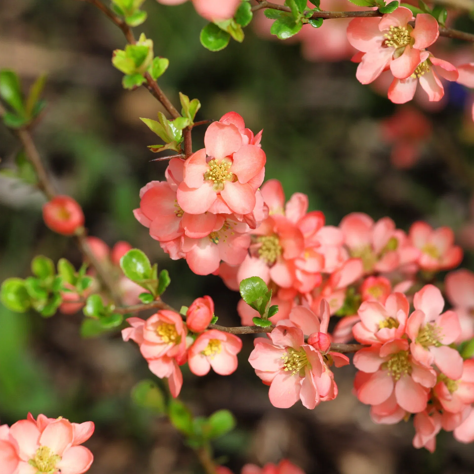 Liten rosenkvitten