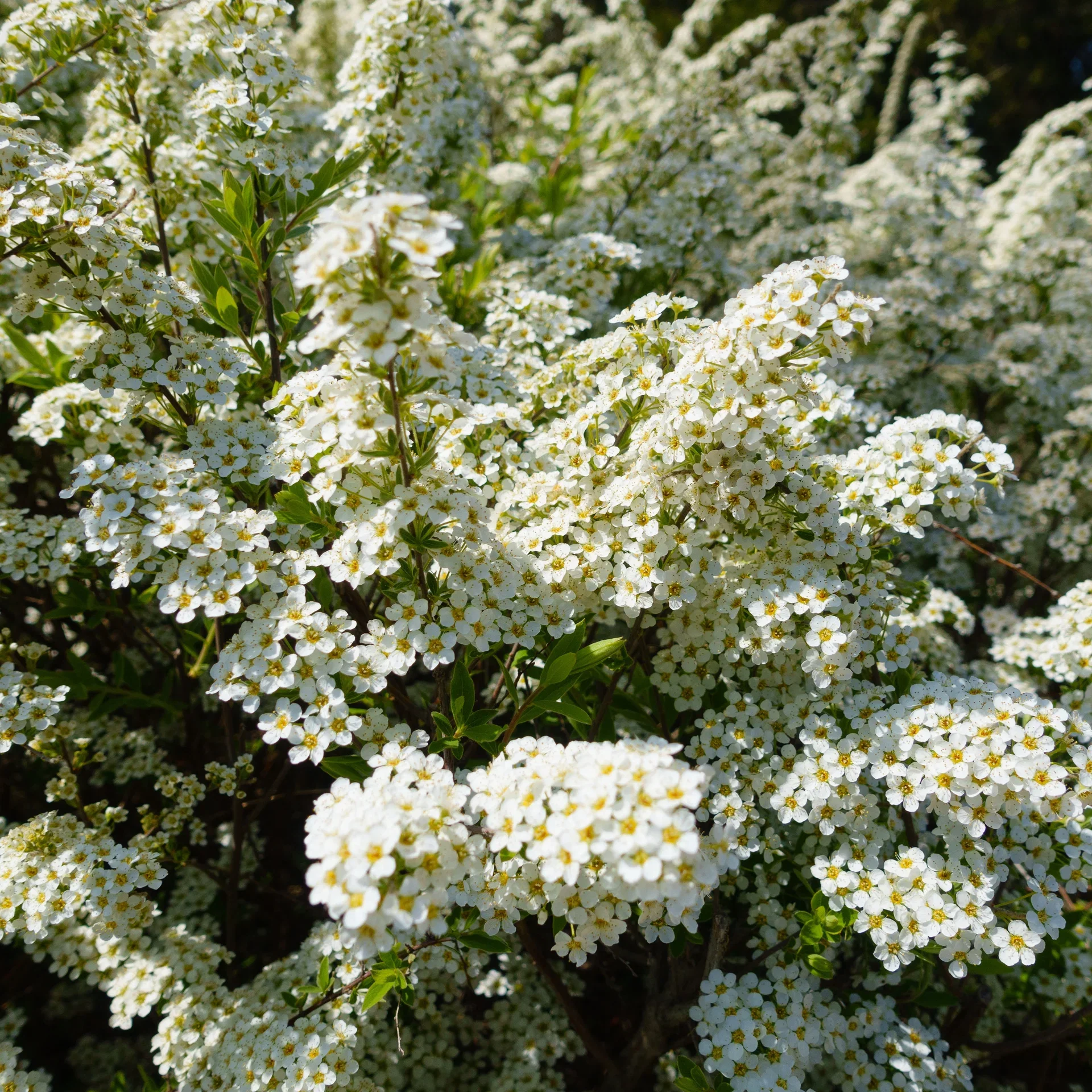 Bukettspirea